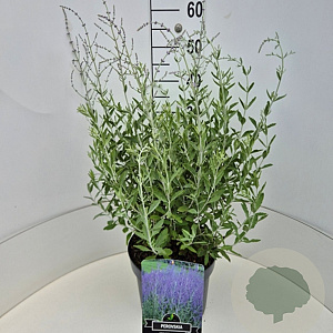 Perovskia 'Blue Haze' 50-60 cm 20L