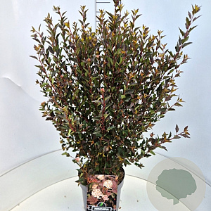 Physocarpus opulif. Little Devil 60-80 cm 10L