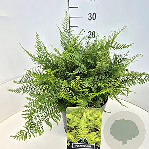 Polystichum set. 'Herrenhausen' 40 cm 10L