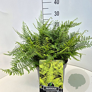 Polystichum set. 'Herrenhausen' 40 cm 10L