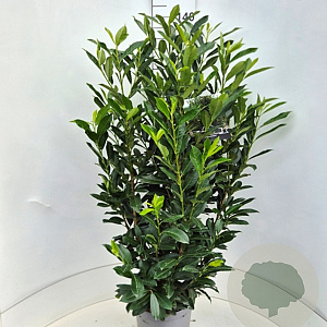Prunus l. Elly 120-140 cm 10L