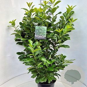 Prunus I. 'Rotundifolia' 140-150 cm 15L