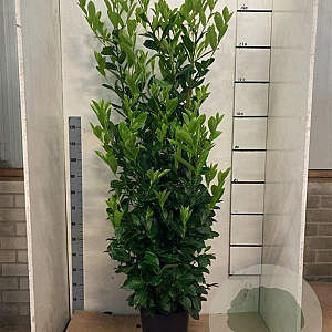 Prunus I. 'Rotundifolia' 150-175 cm 15L