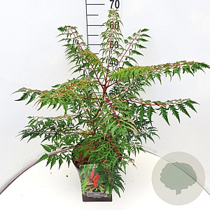 Rhus glabra 'Laciniata' 80-100 cm 10L