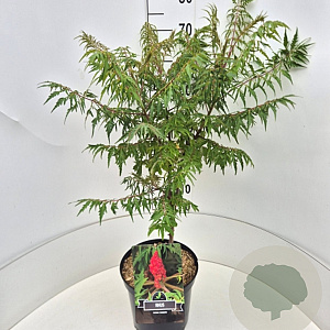 Rhus typhina 'Dissecta' 80-100 cm 10L