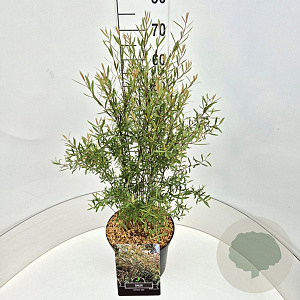 Salix purpurea 'Nana' 60 cm 10L