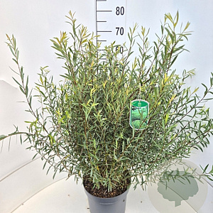 Salix purpurea 'Nana' 60 cm 10L