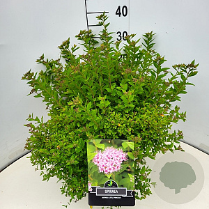 Spiraea jap. 'Little Princess' 40-50 cm 10L