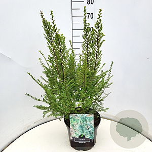 Ulmus parviflora 'Sagei' 40-60 cm 10L