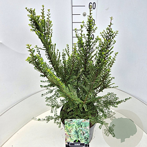 Ulmus parviflora 'Sagei' 40-60 cm 10L