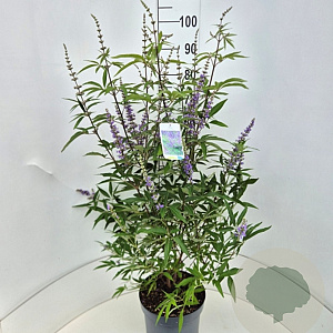 Vitex agnus-castus latifolia 80-100 cm 10L