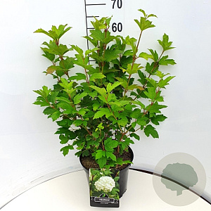 Viburnum plic. 'Mariesii' 60-80 cm 10L