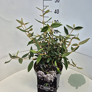 Viburnum 'Pragense' 40-50 cm 10L