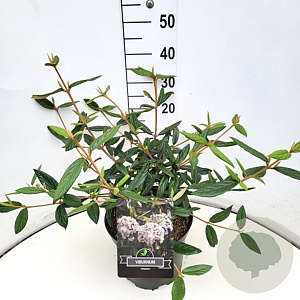 Viburnum 'Pragense' 40-50 cm 10L