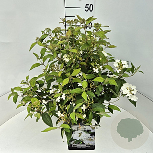 Viburnum plic. 'Watanabe' 40-50 cm 10L