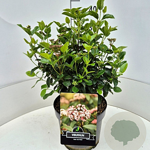 Viburnum tin. Lisarose 30-40 cm 10L