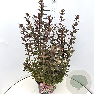 Weigela florida 'Nana Purpurea' 60-80 cm 10L