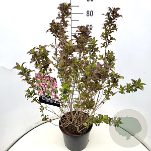 Weigela florida 'Nana Purpurea' 60-80 cm 10L