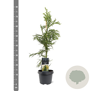 Cryptomeria j. 'Rasen' 50-60 cm 3,0L