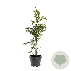 Cryptomeria j. 'Rasen' 50-60 cm 3,0L