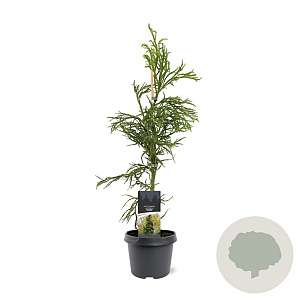 Cryptomeria j. 'Rasen' 50-60 cm 3,0L