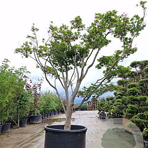 Acer pal. 'Kogane-nishiki' 300-350 cm cont. 70L solitair