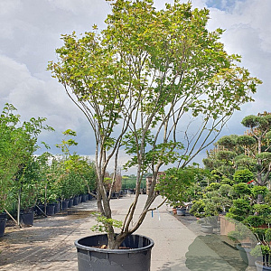 Acer pal. 'Kogane-nishiki' 350-400 cm container