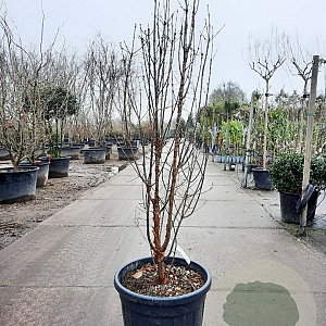 Acer griseum 150-175 cm 50L meerstammig