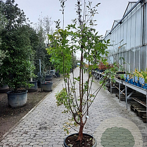 Acer griseum 175-200 cm 50L meerstammig