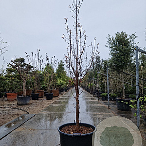 Acer griseum 250-300 cm container meerstammig