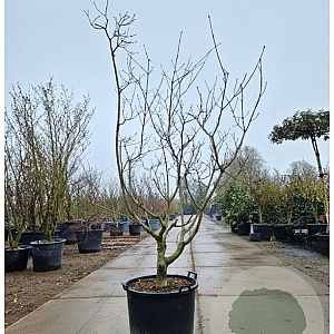 Acer japonicum 'Aconitifolium' 150-175 cm cont. 90L meerstammig