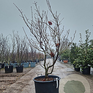 Acer japonicum 'Aconitifolium' 175-200 cm cont. 90L meerstammig