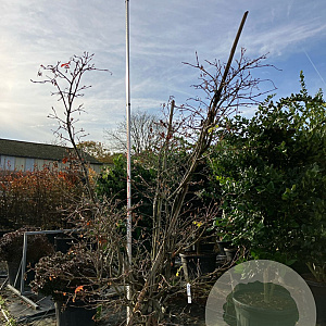Acer japonicum 'Aconitifolium' 200-225 cm cont. 230L meerstammig