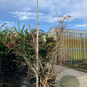 Acer japonicum 'Aconitifolium' 200-225 cm cont. 230L meerstammig
