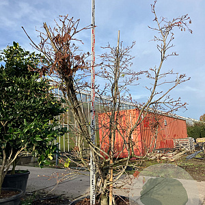 Acer japonicum 'Aconitifolium' 200-225 cm cont. 230L meerstammig
