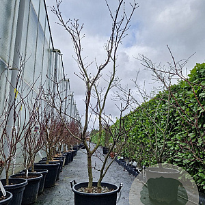 Acer japonicum 'Aconitifolium' 200-250 cm cont. 65L meerstammig