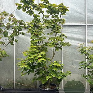 Acer japonicum 'Aconitifolium' 200-250 cm cont. 65L meerstammig