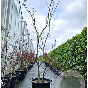 Acer japonicum 'Aconitifolium' 200-250 cm cont. 65L meerstammig