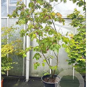 Acer japonicum 'Aconitifolium' 200-250 cm cont. 70L meerstammig