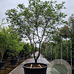 Acer japonicum 'Aconitifolium' 225-250 cm cont. 500L meerstammig solitair