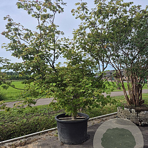 Acer japonicum 'Aconitifolium' 300-350 cm container meerstammig struik