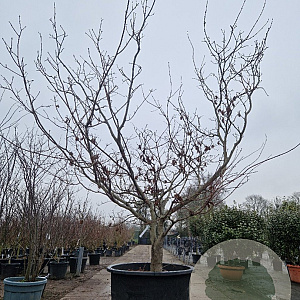 Acer japonicum 'Aconitifolium' 300-350 cm container meerstammig struik