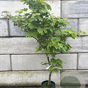 Acer japonicum 'Vitifolium' 125-150 cm container 