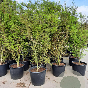 Acer palmatum 200-250 cm container meerstammig extra