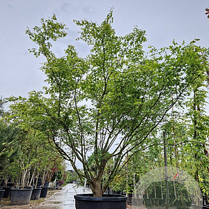 Acer palmatum 250-300 cm container meerstammig solitair