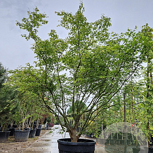 Acer palmatum 250-300 cm container meerstammig solitair