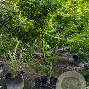 Acer palmatum 250-300 cm container meerstammig