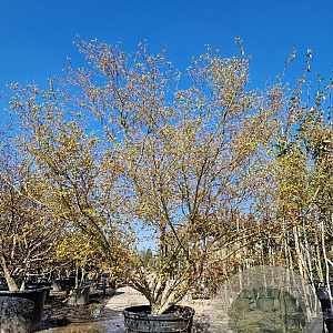 Acer palmatum 300-350 cm container solitair