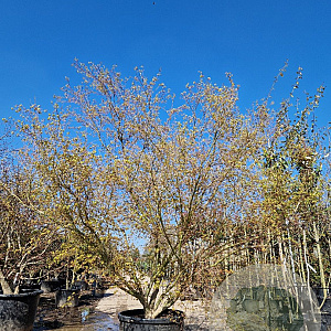 Acer palmatum 300-350 cm container solitair