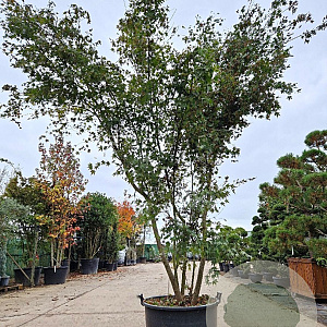 Acer palmatum 300-350 cm container meerstammig